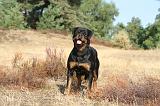 ROTTWEILER 017